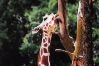 Giraffe, Fossil Rim Park, Glenrose, Texas