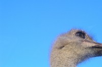 Ostrich, Fossil Rim Wildlife Park, Glenrose, Texas