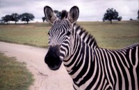Zebra, Fossil Rim Park, Glenrose, Texas
