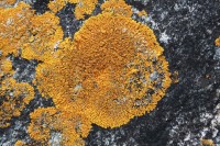Lichen on shoreline rocks, Lake Superior, Ontario