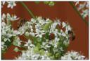 Honey bees in the Chives