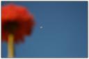 “Giant Zinnia”