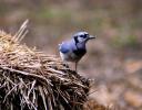 Blue Jay at the Dallas Arboretum