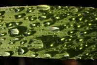 Jewels in the garden - Raindrops on an Iris leaf.