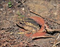 Toad popping out of a hole in a clay container