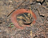 Toad inside a clay garden-hose container