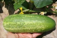 Cucumber after two weeks in a Texas garden