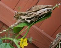 Cucumber vine tendrils grasping nearby dead sunflower leaves 