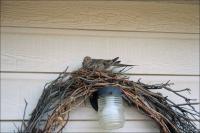 Dove nesting in the wreath by our back door.