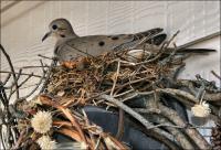 The doves laid eggs during May which did not survive, but of the second batch in September one chick survived.