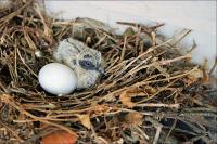 The first batch of eggs laid during May did not survive, including this chick.