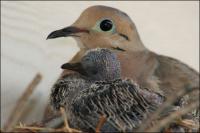 Sept. 4th: Chick 4 days old and growing noticably larger every day.