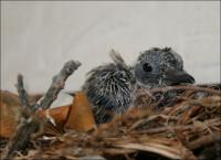 Sept 5th: the chick is left alone for long periods of time.