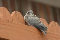 Sept 12th: chick resting on the fence for about an hour after it\'s first flight from the nest.