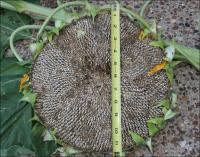 Sunflower seed-head with 12 inch diameter