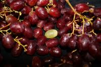 Black Sheep Grape