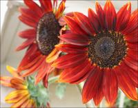 Sunflower plant 9 feet high