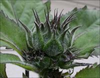 Crowning Glory - Sunflower bud