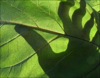 Green Thumb - Sunflower leaf