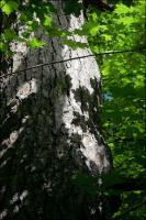 Maple Shadows, Stony Swamp Trail, Ottawa Ontario