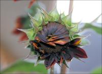 Red sunflower unfolding
