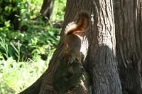 Red Squirrel, Stony Swamp Trail, Ottawa ON