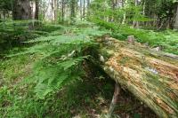 Rotting Beauty, Stony Swamp Trail, Ottawa