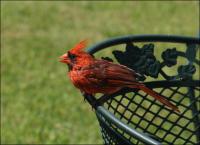 Male Cardinal