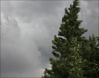 Balsam Fir and Lombardy Poplar, July storm in Calgary