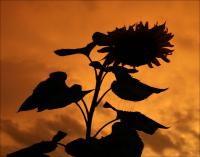 Sunflower, sunset, Lewisville, Texas