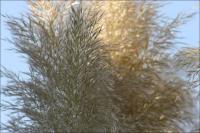 Razor grass on a warm summer day