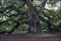 The 1500 year old Angel Oak on Johns Island, South Carolina