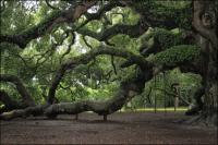 The 1500 year old Angel Oak on Johns Island, South Carolina