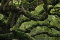 The 1500 year old Angel Oak on Johns Island, South Carolina