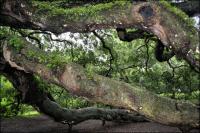 The 1500 year old Angel Oak on Johns Island, South Carolina