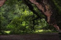 The 1500 year old Angel Oak on Johns Island, South Carolina