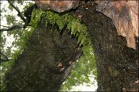 The 1500 year old Angel Oak on Johns Island, South Carolina