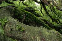 The 1500 year old Angel Oak on Johns Island, South Carolina