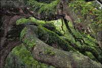 The 1500 year old Angel Oak on Johns Island, South Carolina