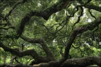 The 1500 year old Angel Oak on Johns Island, South Carolina