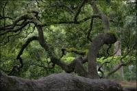 Arbourists have propped and supported the weight of the branches of the Angel Oak with stakes and cables.
