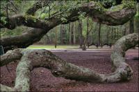 Arbourists have propped and supported the weight of the branches of the Angel Oak with stakes and cables.