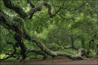 Arbourists have propped and supported the weight of the branches of the Angel Oak with stakes and cables.