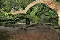 Branches extend over thirty feet away from the trunk on the 1500 year old Angel Oak on John\'s Island, South Carolina