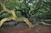 Branches extend over thirty feet away from the trunk on the 1500 year old Angel Oak on Johns Island, South Carolina