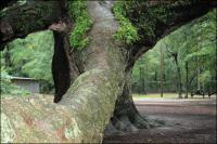 Some branches measure at least two feet in diameter near the main trunk on the 1500 year old Angel Oak on Johns Island, South Carolina