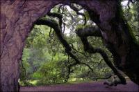 Some branches measure at least two feet in diameter near the main trunk on the 1500 year old Angel Oak on Johns Island, South Carolina