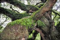 Some branches measure at least two feet in diameter near the main trunk on the 1500 year old Angel Oak on Johns Island, South Carolina