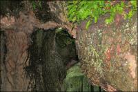 Some branches measure at least two feet in diameter near the main trunk on the 1500 year old Angel Oak on Johns Island, South Carolina