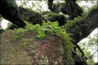 Healthy ferns support other organisms on the branches of 1500 year old Angel Oak on Johns Island, South Carolina